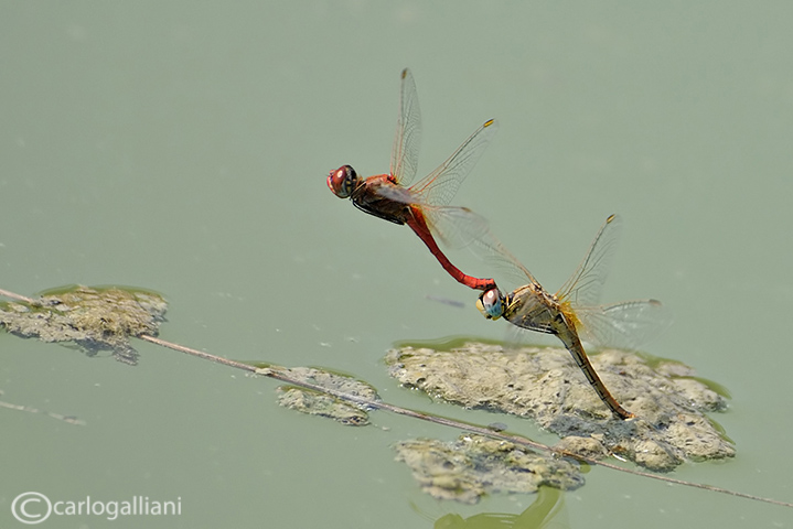 Scheda: Sympetrum fonscolombii